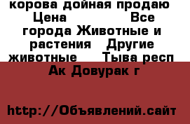 корова дойная продаю › Цена ­ 100 000 - Все города Животные и растения » Другие животные   . Тыва респ.,Ак-Довурак г.